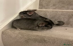 Chinchilla rodents for sale: Rituals Chinchillas proudly offers for sale  - Image 4