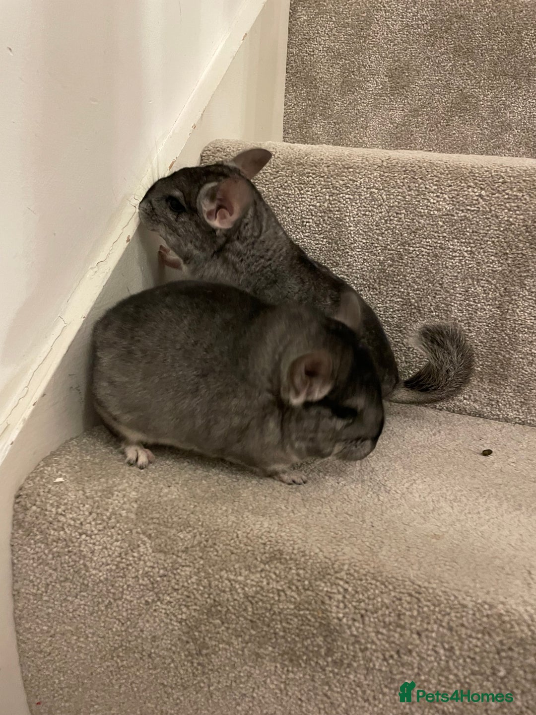 Chinchilla rodents for sale: Rituals Chinchillas proudly offers for sale  - Image 4
