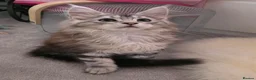 Maine Coon cats for sale: Silver and mixed colour maine coon kittens, female - Advert 2