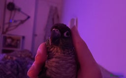 Conures birds for sale: Green Cheek Conure  - Advert 5