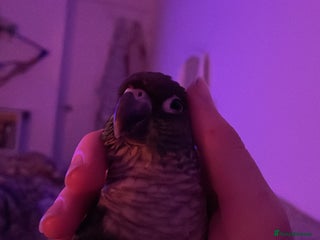 Conures birds 🦜Green Cheek Conure🦜 - Advert 4