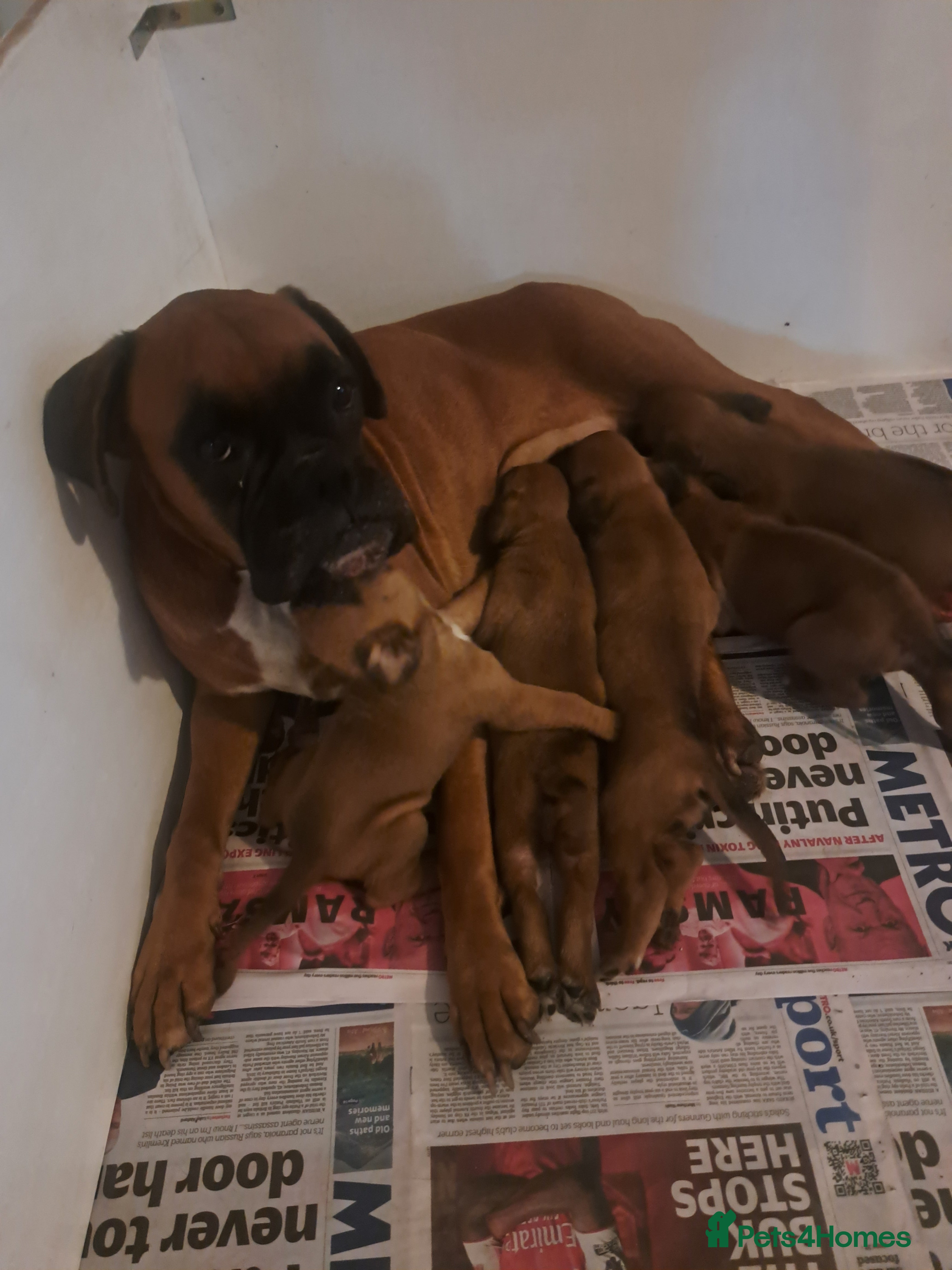 Boxer dogs Five Boxer Puppies For Sale  in Uxbridge - Advert 1