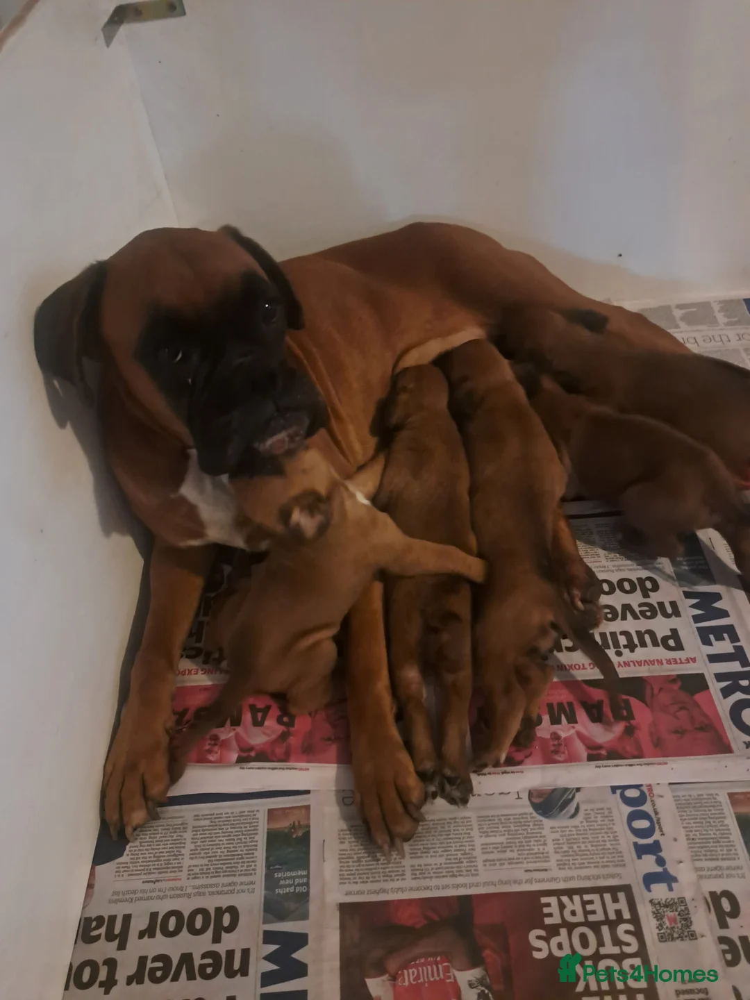 Boxer dogs for sale: Five Boxer Puppies For Sale  in Uxbridge - Advert 1