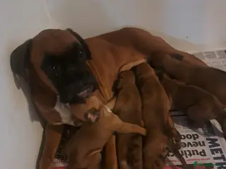 Boxer dogs Five Boxer Puppies For Sale in Uxbridge - Advert 1