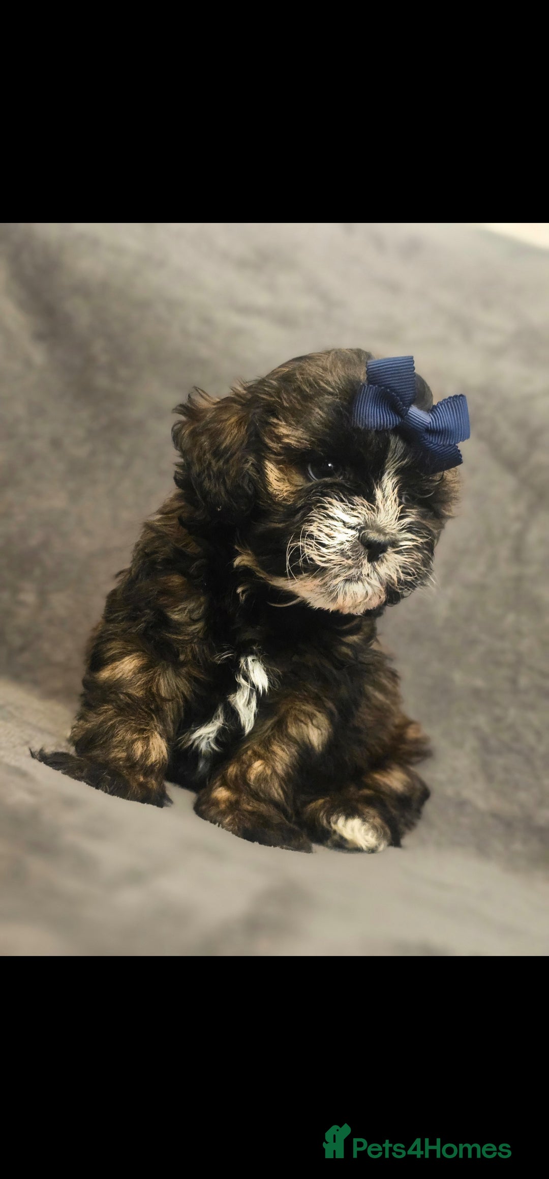 Shihpoo dogs for sale: 3 Hypoallergenic Shihpoo Boys - Advert 3