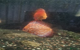 Discus fish for sale: Discuss for sale - Image 3