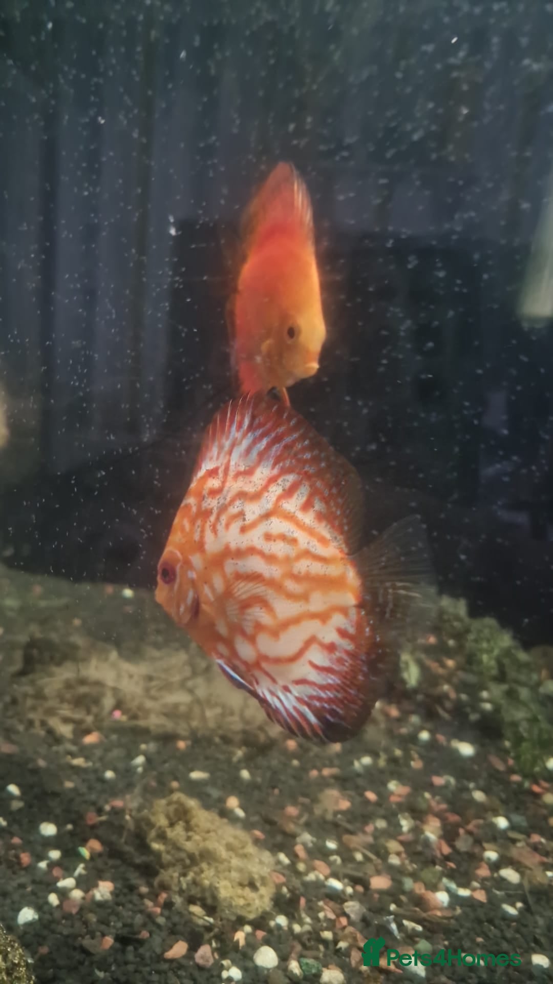 Discus fish for sale: Discuss for sale - Image 3