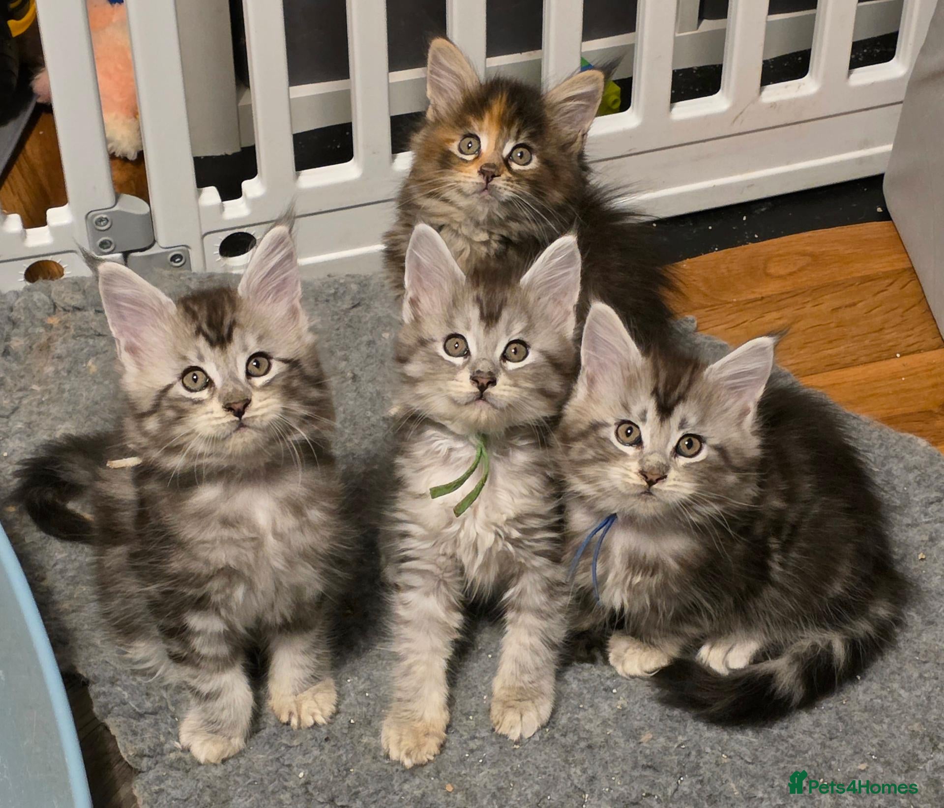 Maine Coon cats for sale: TICA registered family raised babies - Advert 10