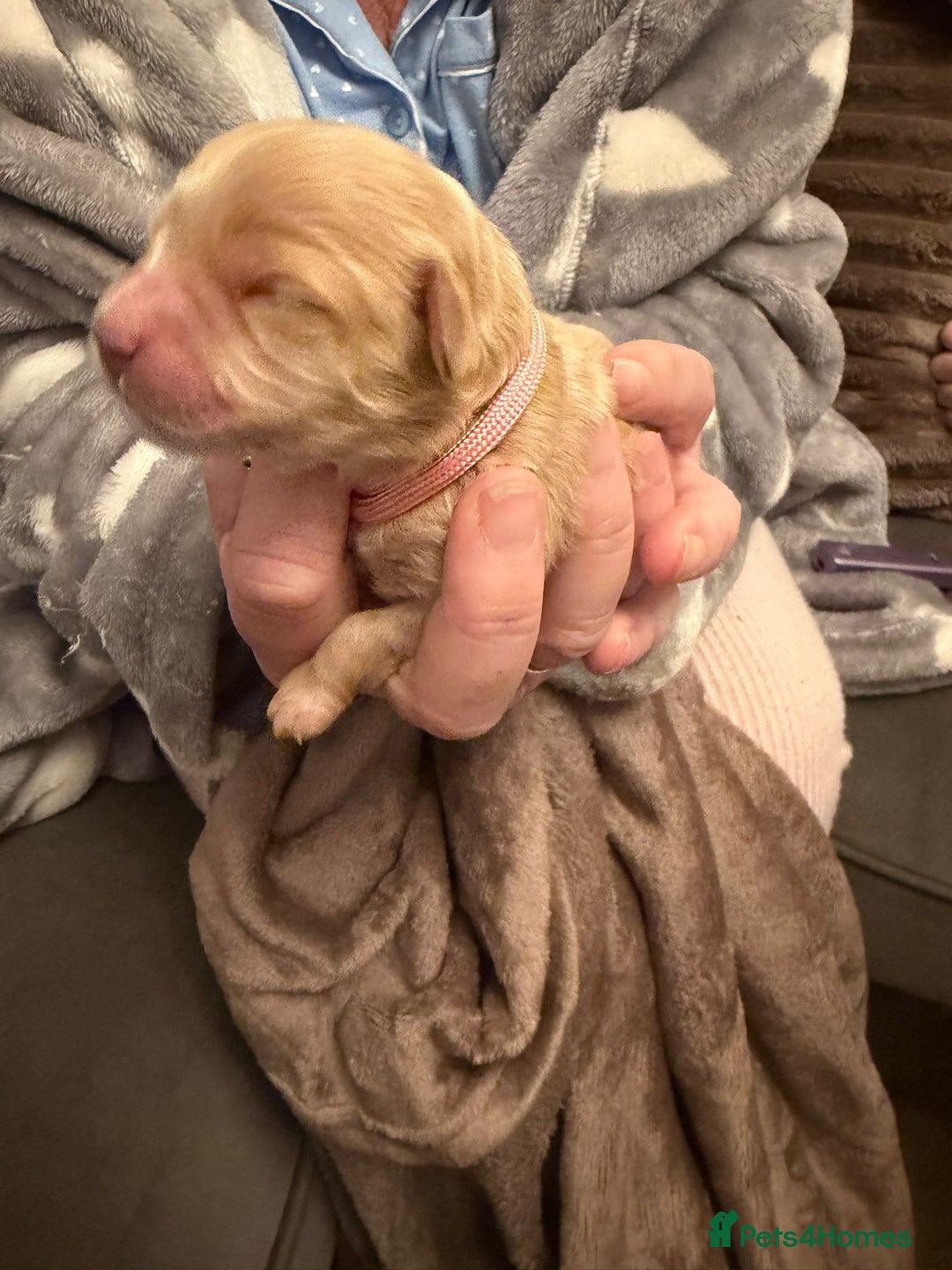 Mixed Breed dogs for sale: Stunning Cavapoochon Puppies - Advert 6