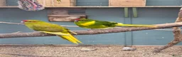 Parakeets birds for sale: Young Kakarikis For Sale - Advert 2