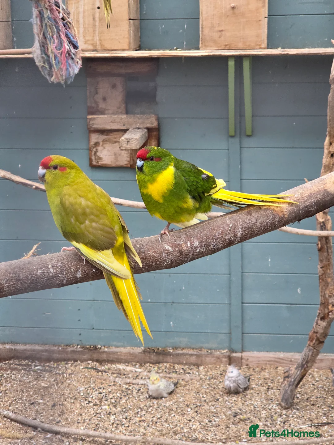 Parakeets birds for sale: Young Kakarikis For Sale - Advert 2