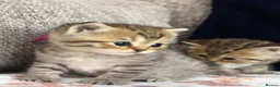 British Shorthair cats for sale: Gorgeous Golden Tabby ✨ British Shorthair Kitten ⭐ - Advert 20