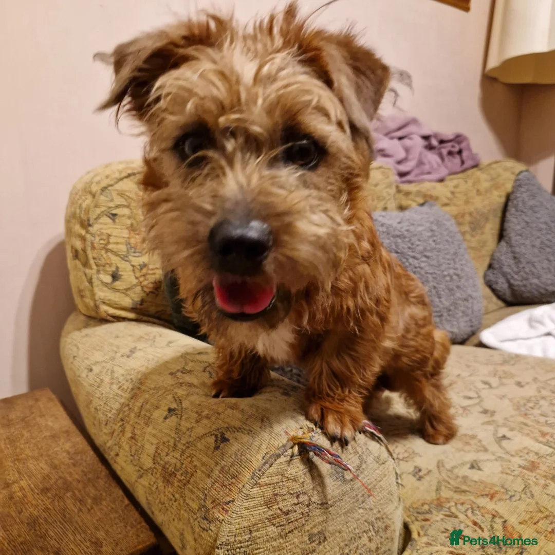 Mixed Breed dogs for adoption: Edy 💙 in Milton Keynes - Advert 2