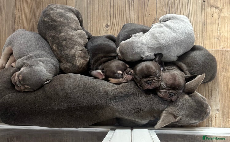 French Bulldog dogs - Advert 8