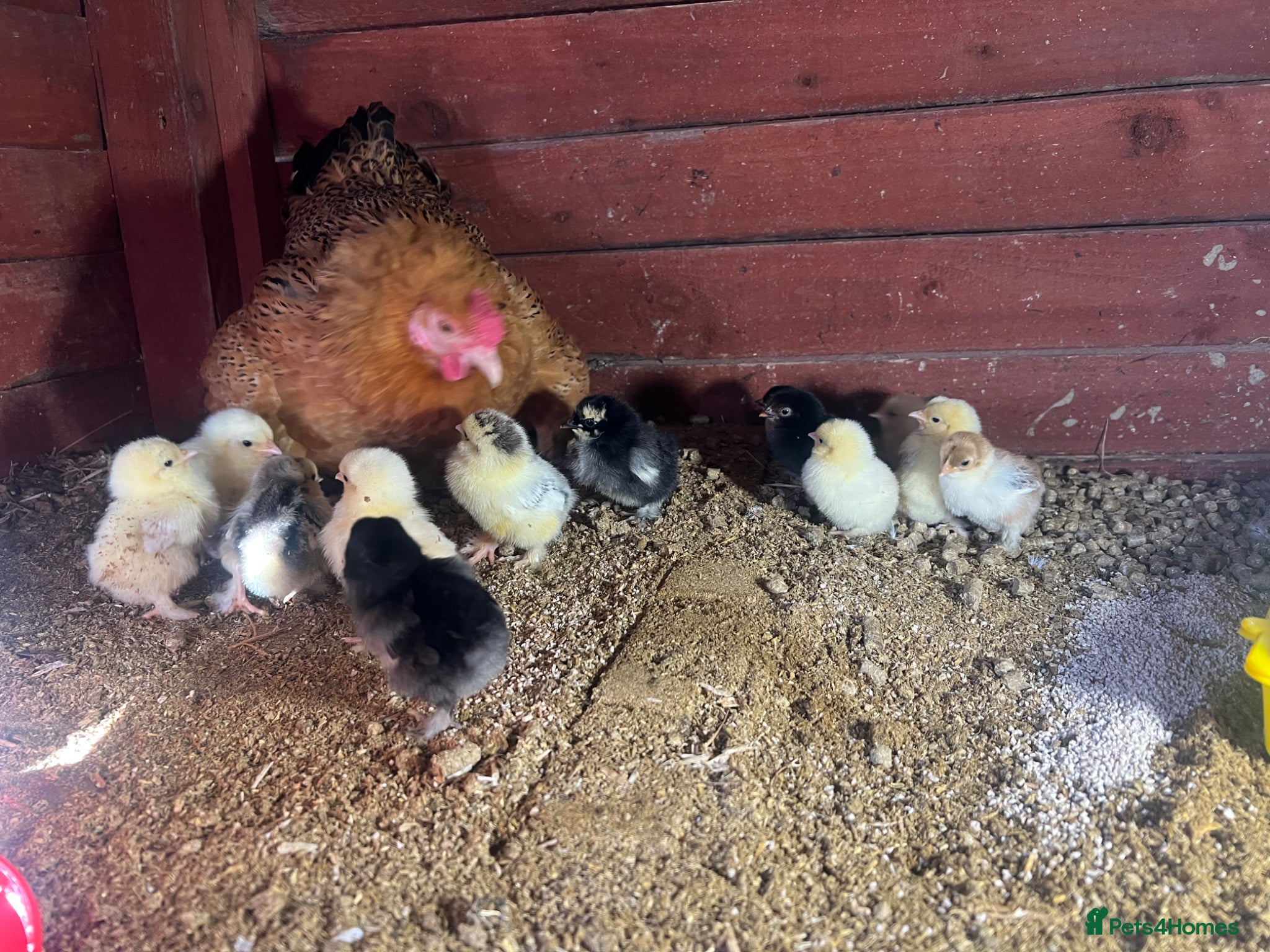 Chickens poultry Bantam mum with 15 Pekin bantam chicks for sale - Advert 2