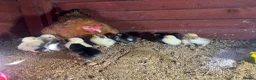 Chickens poultry for sale: Bantam mum with 15 Pekin bantam chicks for sale - Advert 2