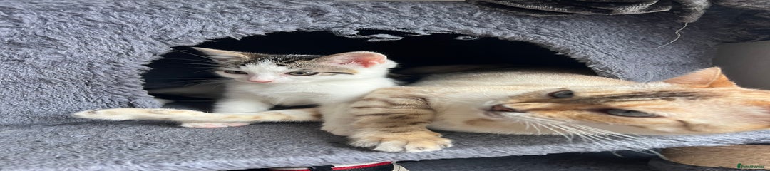 Kitten 2
