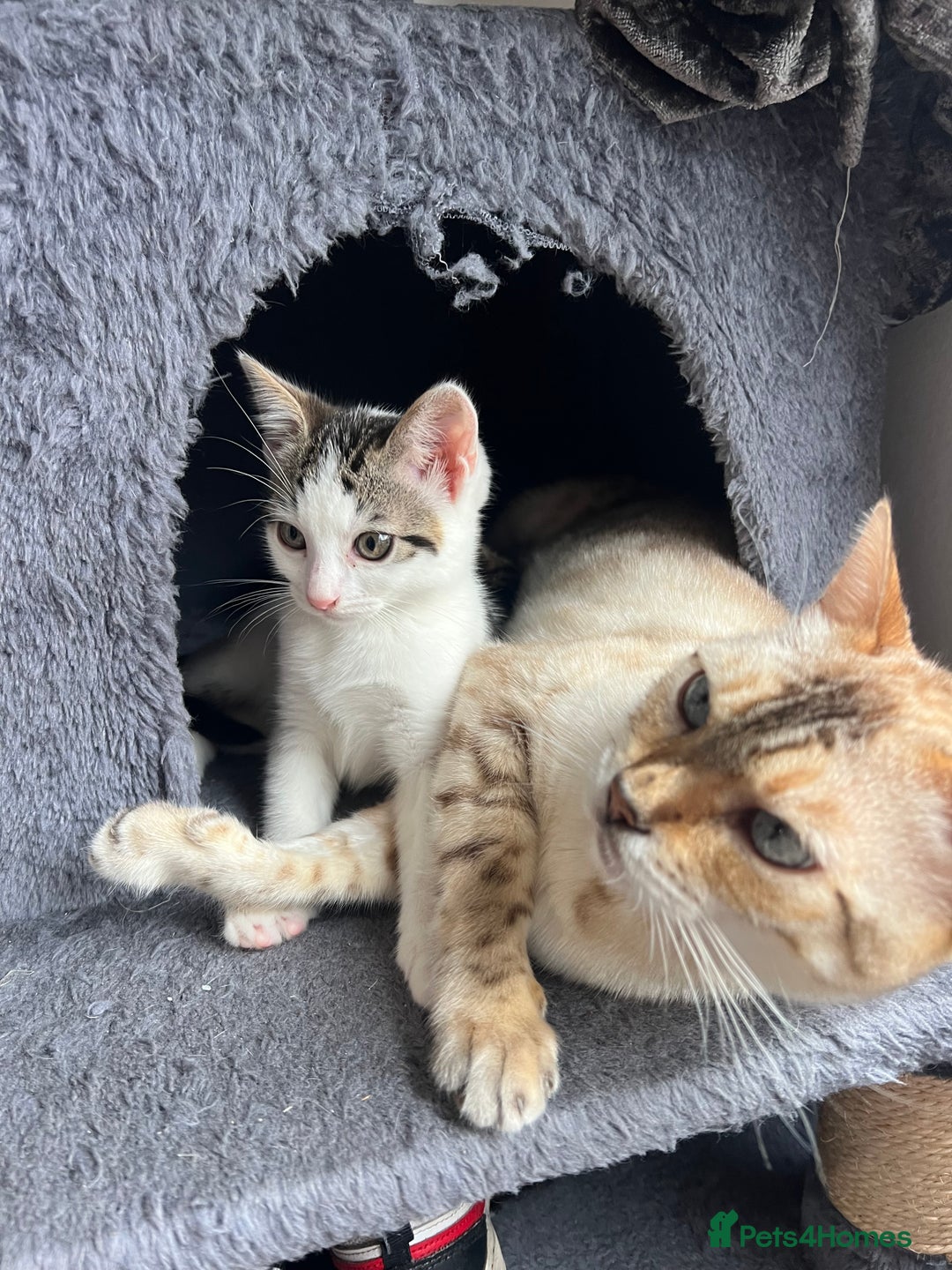 Mixed Breed cats for sale: Ready! Snow Bengal/Seal Lynx X Kittens  - Image 4