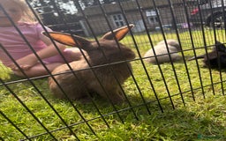 Mini Lion Lop rabbits for sale: Super friendly and loving babies - Image 12