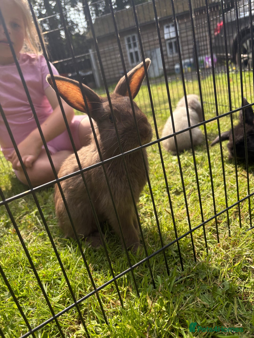 Mini Lion Lop rabbits for sale: Super friendly and loving babies - Image 12