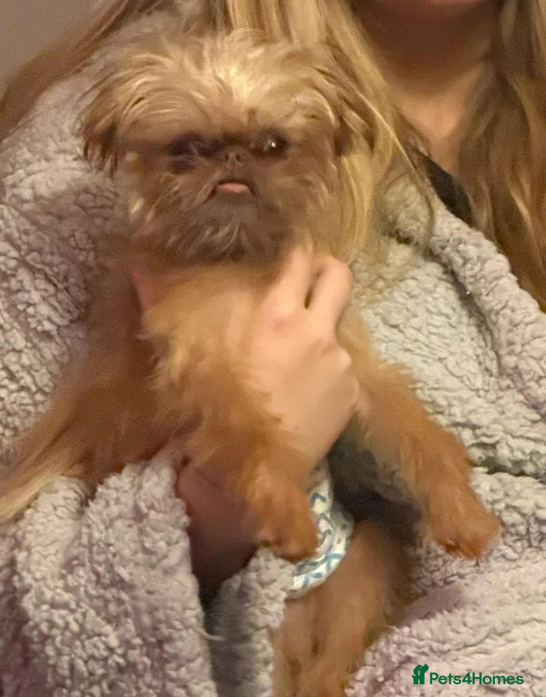 Griffon Bruxellois dogs for sale: Mini Chocolate Fawn Male - Advert 5