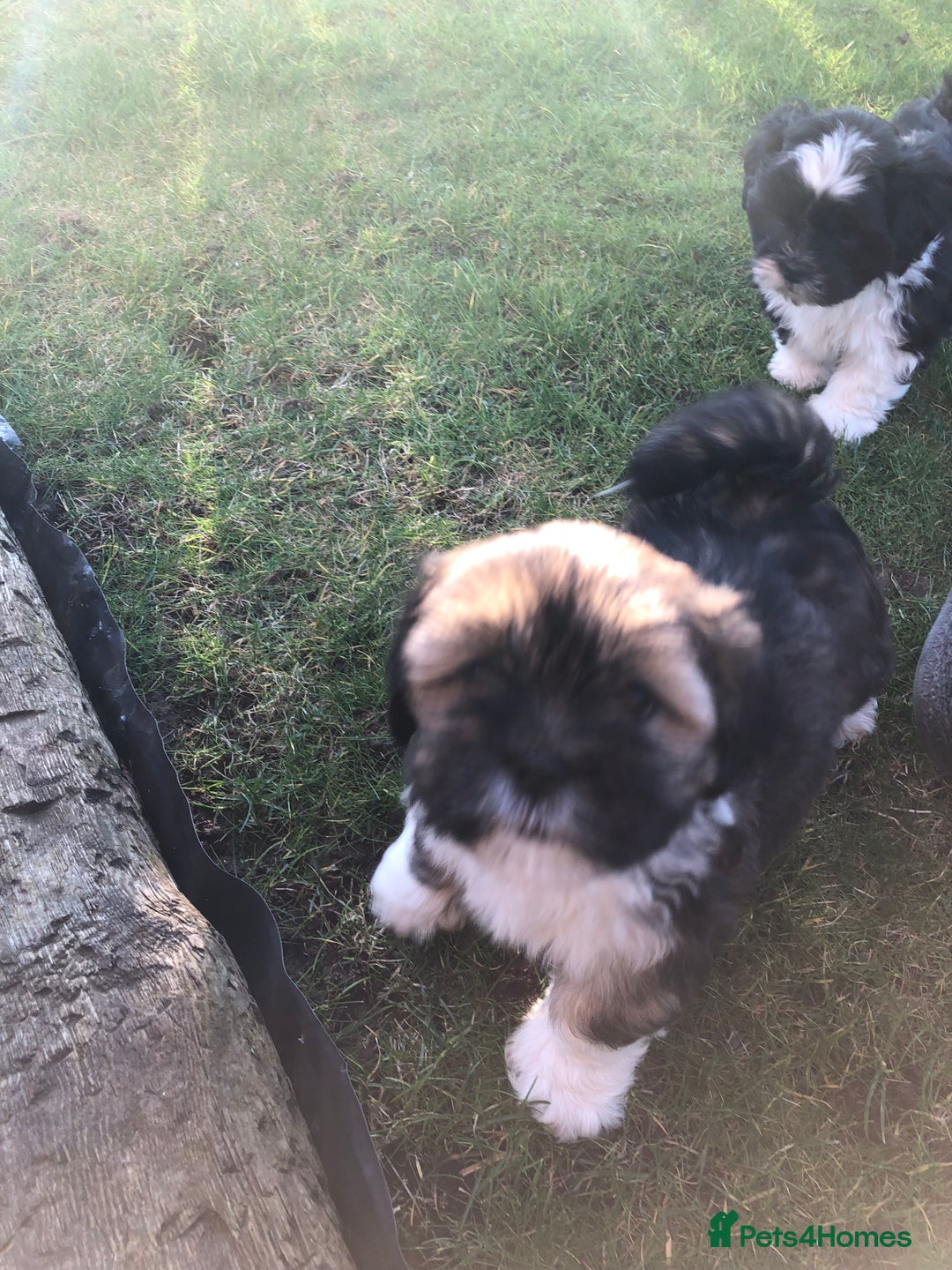 Lhasa Apso dogs for sale: 3rd generation Lhasa poo puppies  - Image 9