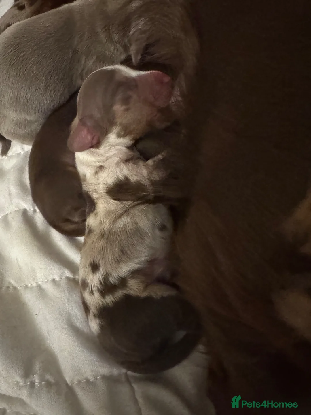 Miniature Dachshund dogs for sale: Miniature long hair dachshund Puppies  - Advert 2