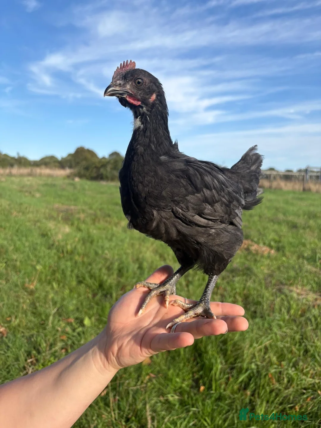 Chickens poultry for sale: Bluebell chick rooster  in Kettering - Advert 2