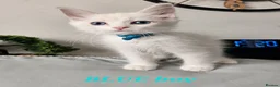 Ragdoll cats for sale: Friendly and playfull Ragdoll x  - Advert 19