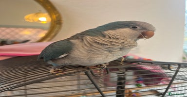 Parakeets birds - Advert 3