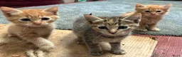 Mixed Breed cats for sale: Ginger Farm kittens  - Advert 7