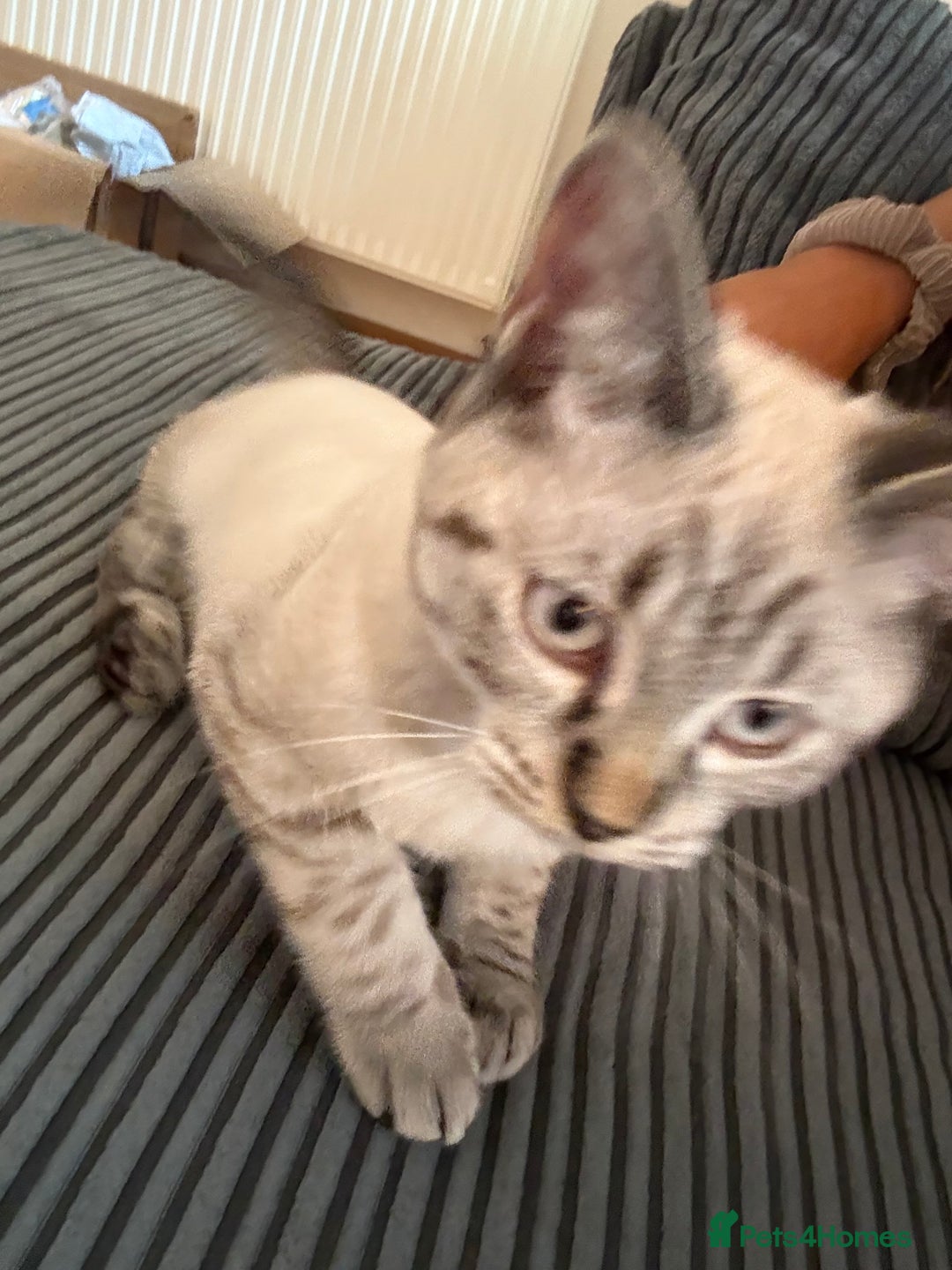 British Shorthair cats for sale: British Shorthair Boy - Image 2