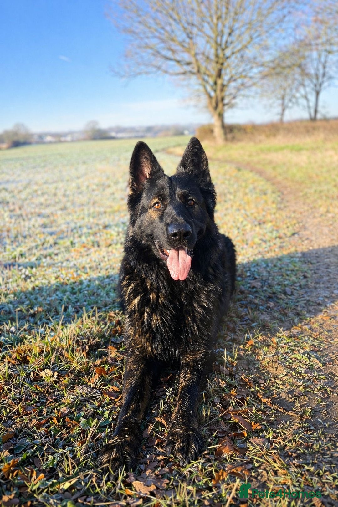 German Shepherd dogs for stud: SMOKEY SABLE 40+KILO WORKING LINE - Advert 1
