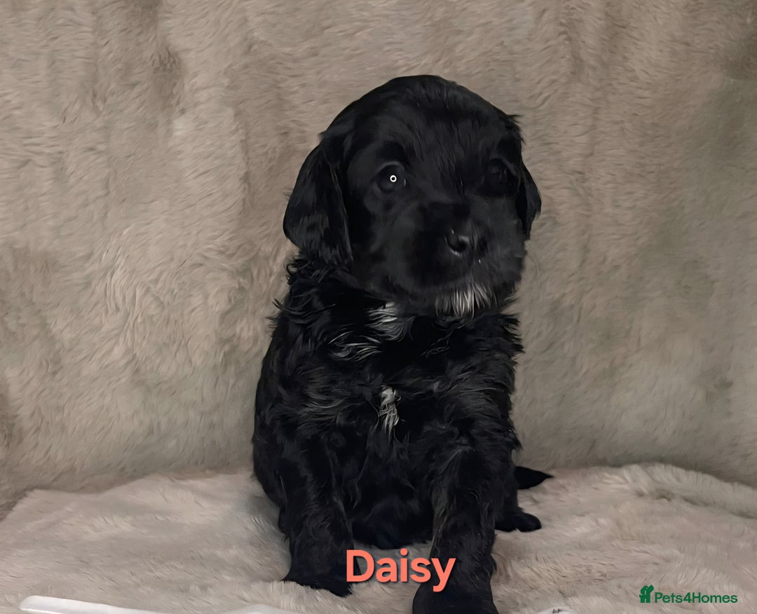 Cockapoo dogs for sale: Adorable cockapoo puppies - Image 4