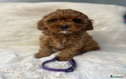 Cavapoo dogs for sale: ⭐️⭐️⭐️⭐️⭐️Licensed-F1 Toy Cavapoo Puppies - Image 2