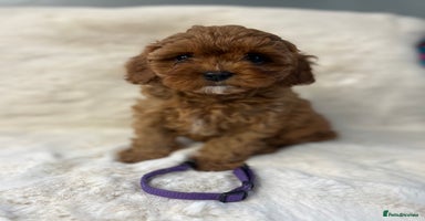 Cavapoo dogs - Advert 5
