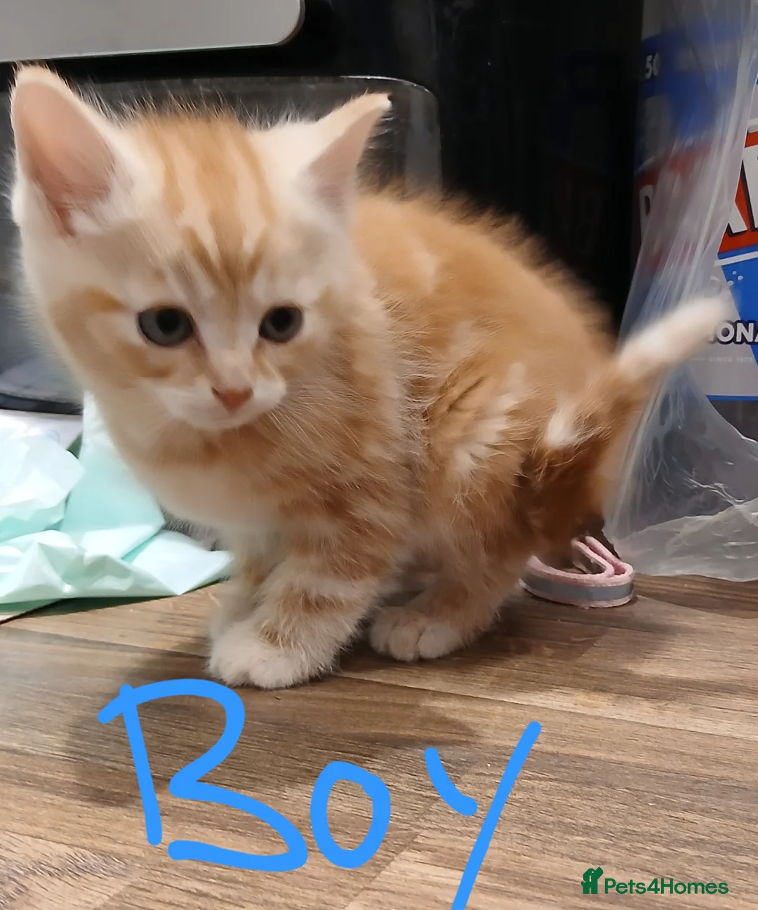 Mixed Breed cats for sale: 4 adorable kittens looking for new homes - Advert 3