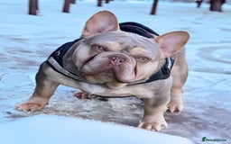 French Bulldog dogs for sale: NEWSHADE ISABELLA MALE FRENCH BULLDOGS - Image 13