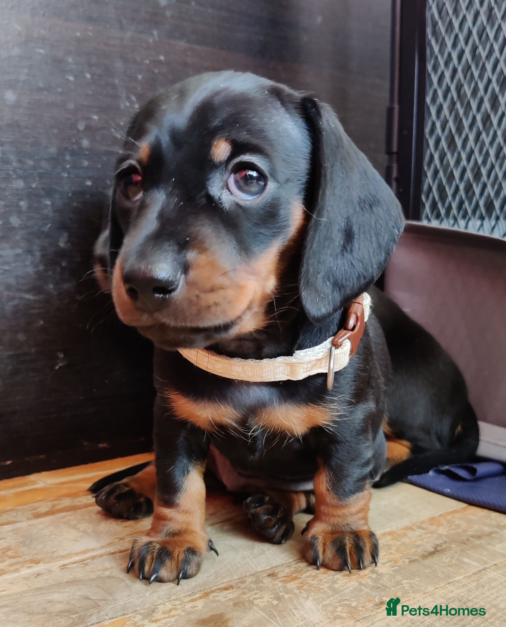Miniature Dachshund dogs for sale: Beautiful home-reared Miniature Dachshund Puppies - Advert 1