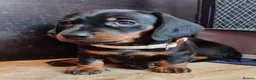 Miniature Dachshund dogs for sale: Beautiful home-reared Miniature Dachshund Puppies - Advert 1