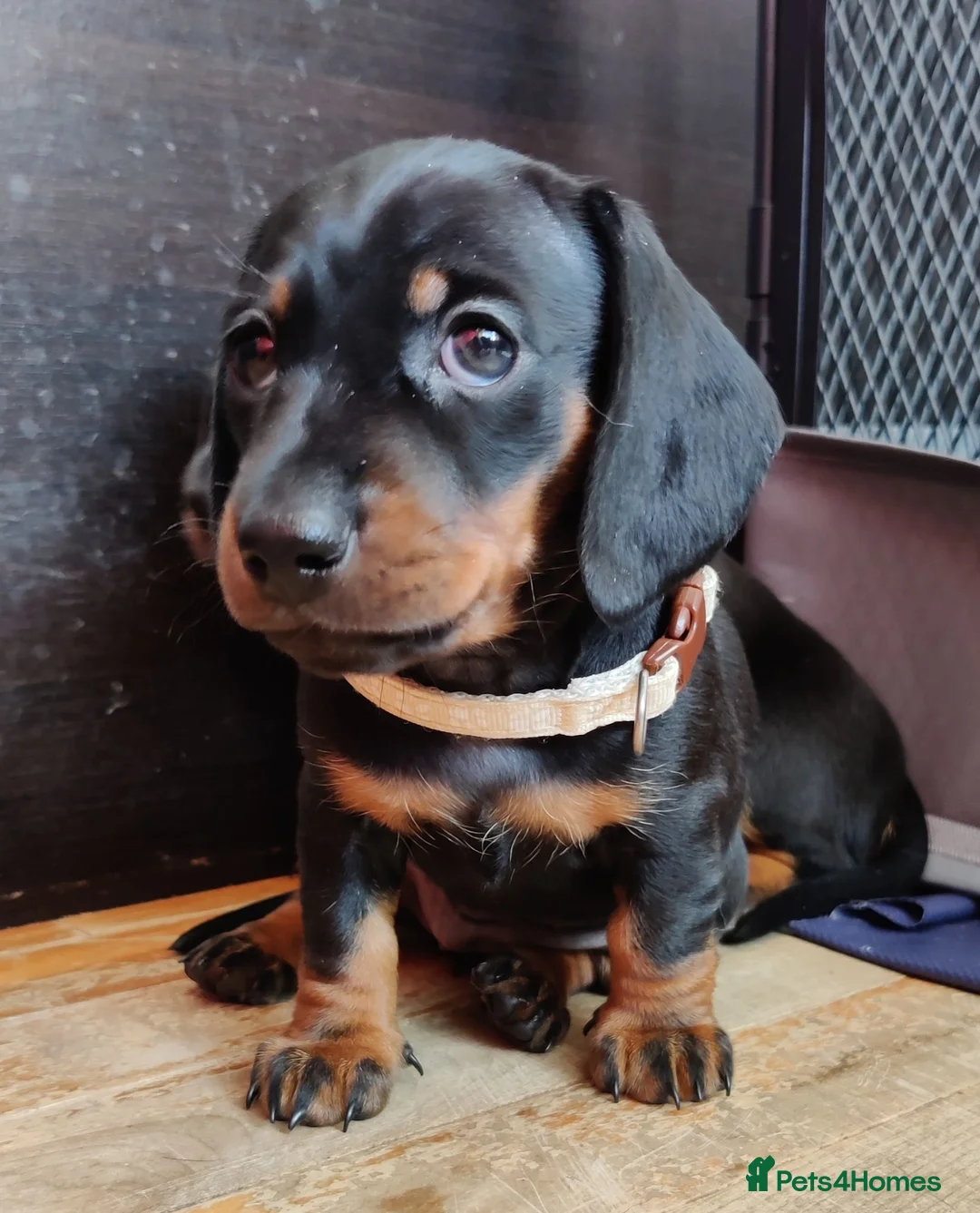 Miniature Dachshund dogs for sale: Beautiful home-reared Miniature Dachshund Puppies - Advert 1
