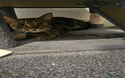 Mixed Breed cats for sale: Siblings  - Image 1