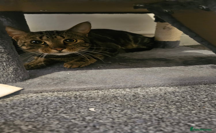 Mixed Breed cats - Advert 1