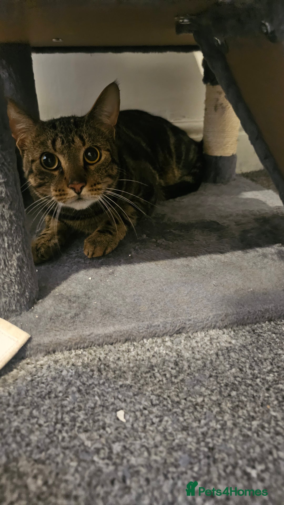 Mixed Breed cats for sale: Siblings  - Image 1