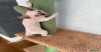 Devon Rex cats - Advert 4