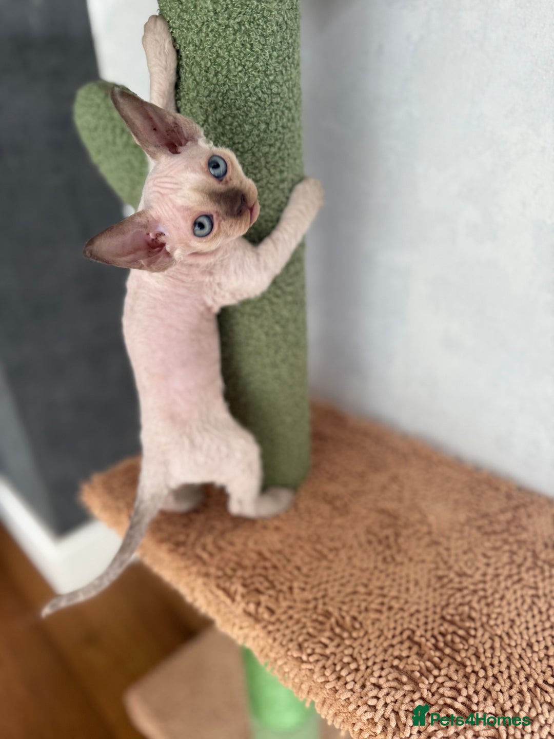 Devon Rex cats for sale: ‼️Last boy left ‼️🤩😍🤩 - Image 2