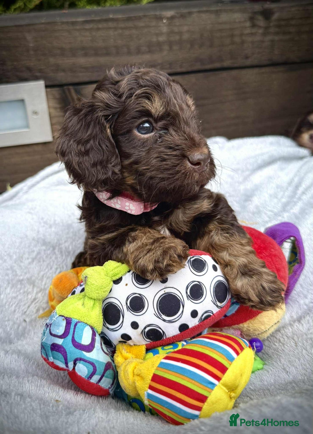 Cockapoo dogs for sale: 🤎🧡F1 Extensively Health Tested Cockapoos🧡🤎 - Image 21