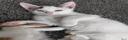 American Shorthair cats for sale: American short hair kittens  - Advert 2
