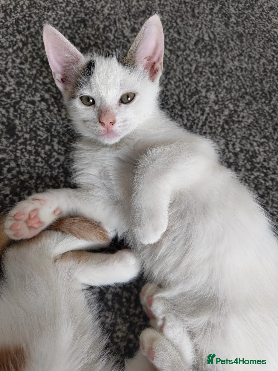 American Shorthair cats for sale: American short hair kittens  - Advert 2