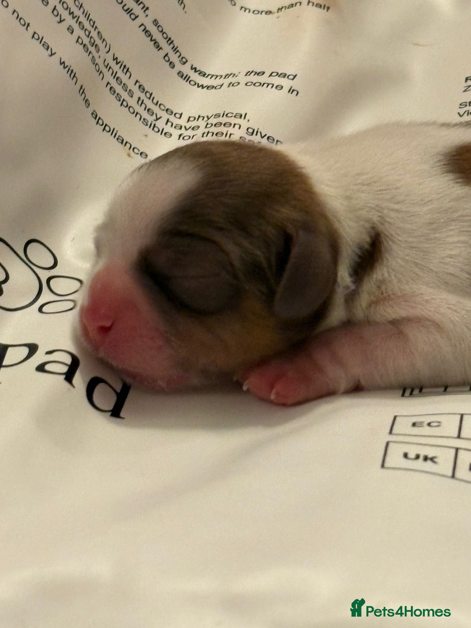 Shih Tzu dogs Standard Health Tested Kennel Club - Advert 1